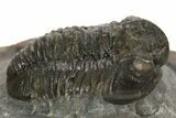 Detailed Proetid (Gerastos) Trilobite Fossil - Morocco #323185-2
